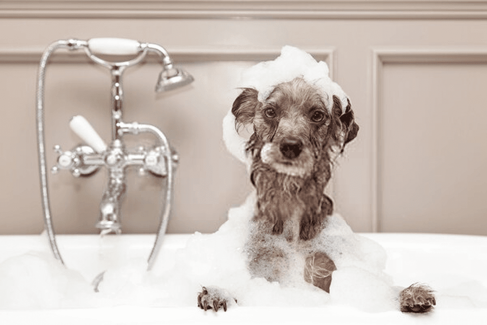 Estética Wave Pets