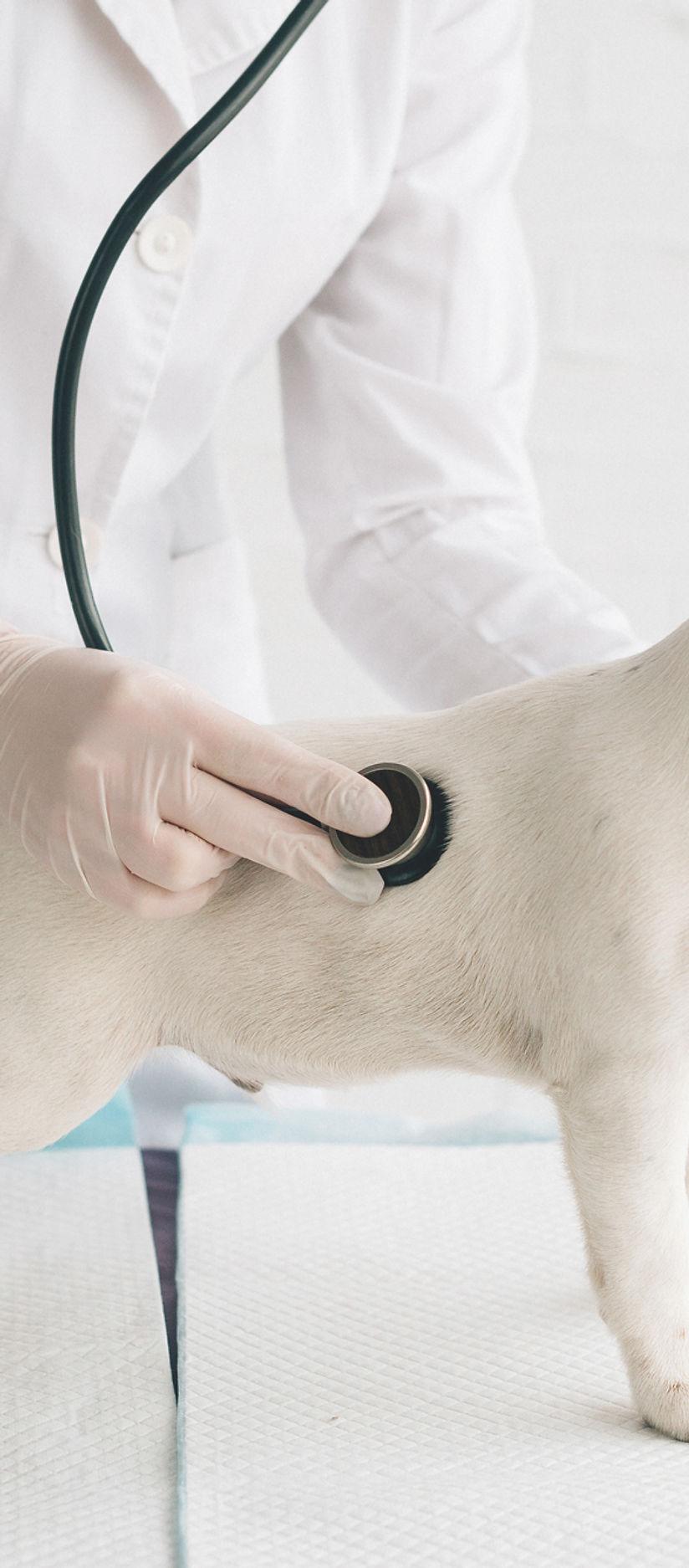 Veterinaria